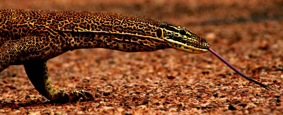 Varanus panoptes